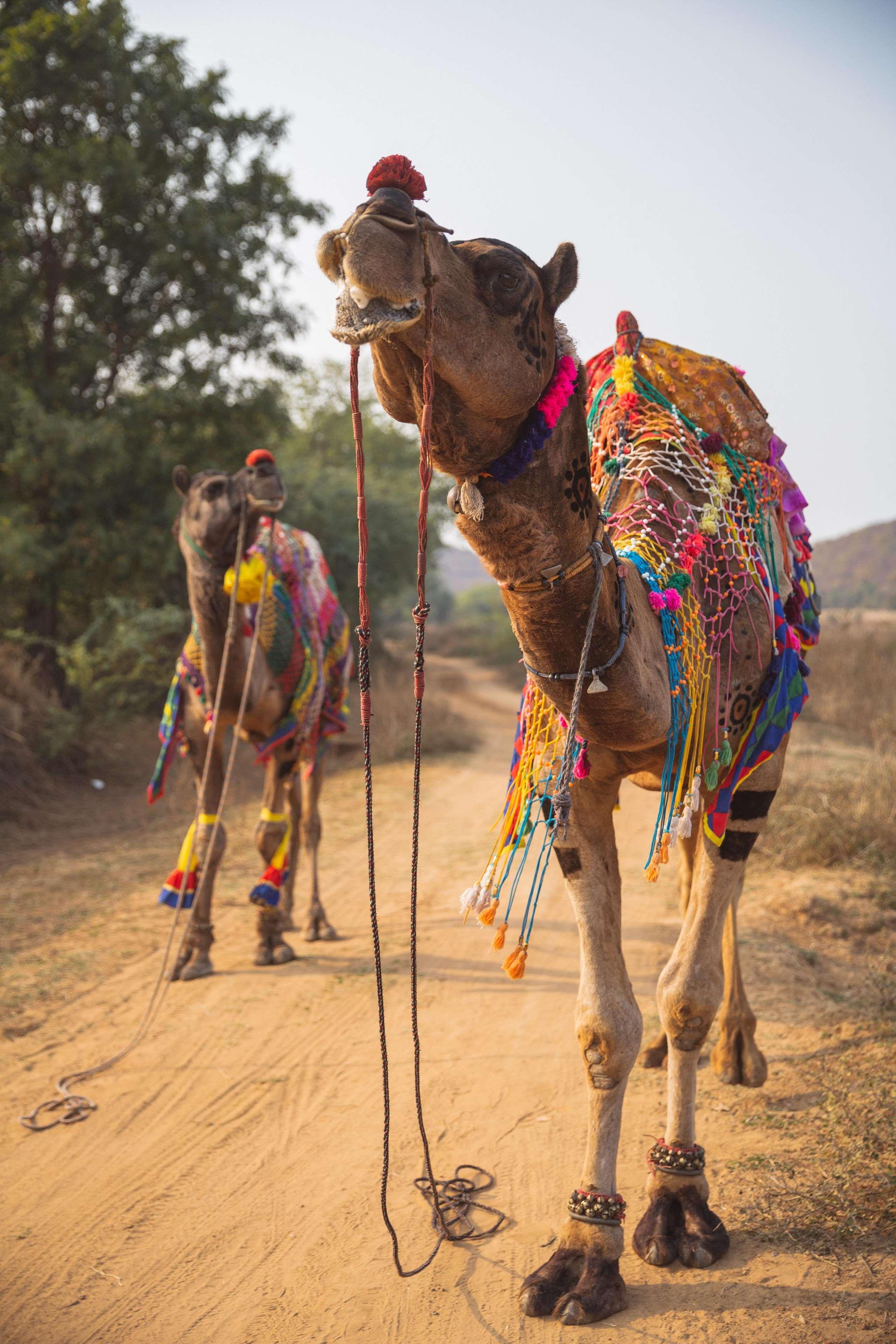 Hotel Aman-I-Khas Ranthambore Esterno foto